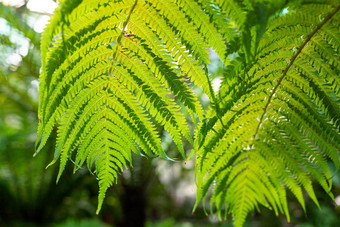 各种绿色蕨类植物蕨类植物热带森林自然绿色热带纹理不同明亮的绿色叶树叶新鲜的异国情调的植物模式摘要自然异国情调的丛林背景