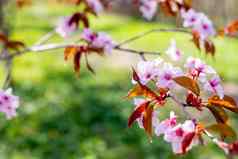 樱桃花朵白色花瓣春天阳光明媚的一天特写镜头粉红色的樱桃开花树分支机构分支樱花花