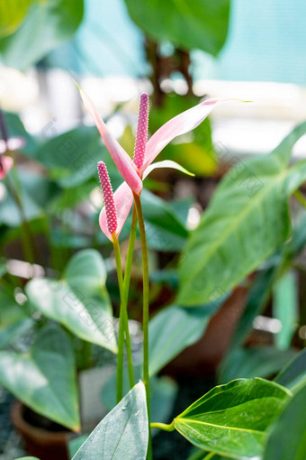 红色的心形状的<strong>花</strong>特写镜头<strong>花</strong>烛属植物<strong>花</strong>植物异国情调的火烈鸟<strong>花</strong>原始粉红色的<strong>花</strong>烛属植物<strong>花</strong>盛开的<strong>花</strong>园常见的的名字包括<strong>花</strong>烛属植物tailflower