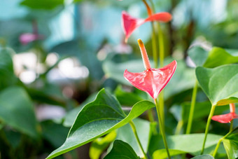 红色的心形状的花特写镜头花烛属植物花植物异国情调的火烈鸟花原始粉红色的花烛属植物花盛开的花园常见的的名字包括花烛属植物tailflower