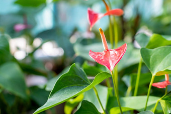 红色的心形状的<strong>花</strong>特写镜头<strong>花</strong>烛属植物<strong>花</strong>植物异国情调的火烈鸟<strong>花</strong>原始粉红色的<strong>花</strong>烛属植物<strong>花</strong>盛开的<strong>花</strong>园常见的的名字包括<strong>花</strong>烛属植物tailflower