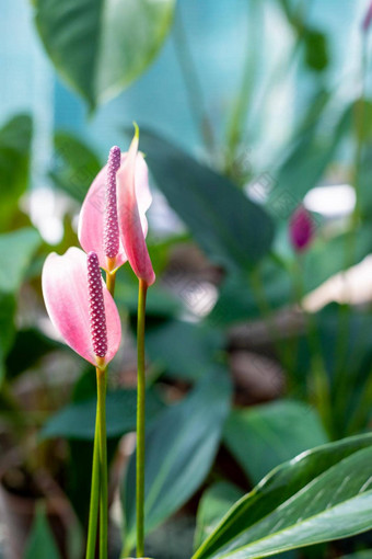 红色的心形状的花特写镜头花烛属<strong>植物</strong>花<strong>植物</strong>异国情调的火烈鸟花原始粉红色的花烛属<strong>植物</strong>花盛开的花园常见的的名字包括花烛属<strong>植物</strong>tailflower