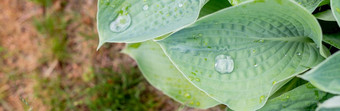 hosta叶子覆盖水滴自然绿色背景雨滴绿色叶子