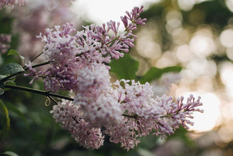 盛开的淡紫色公园美丽的背景淡<strong>紫色花</strong>紫色的淡<strong>紫色花</strong>盛开的公园春天