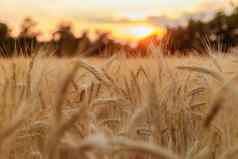 小麦耳朵风日落黄色的温暖的光成熟的视锥细胞法国普罗旺斯地平线黄金黑麦场日落光背光