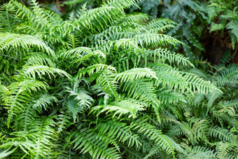 伟大的绿色布什蕨类植物森林蕨类植物叶子绿色树叶热带叶异国情调的森林植物植物学概念丛林