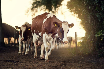 哞哞更环保的牧场拍摄群牛走农场车道