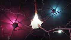 神经元集群信号转移内部人类大脑