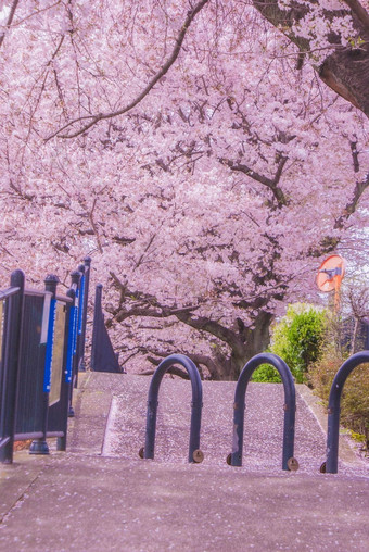 野川东京调布城市包装樱桃花朵