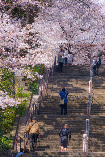 樱桃<strong>花朵</strong>完整的布鲁姆池上洪曼寺庙