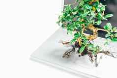 绿色工作室拍摄盆景树日益增长的移动PC工作室灰色背景