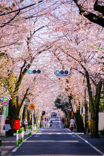 樱花行樱花kencho樱市setagaya病房