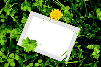 白色框架文本背景郁郁葱葱的绿色植被蒲公英