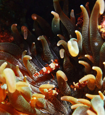 色彩斑斓的海生活水下浅水下海景