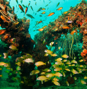 令人惊异的水下世界水下世界场景