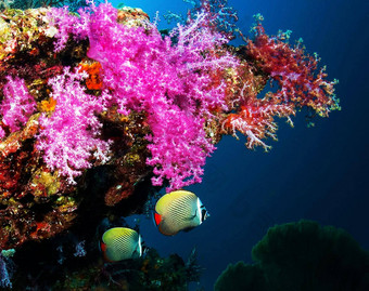 令人惊异的水下世界水下世界场景