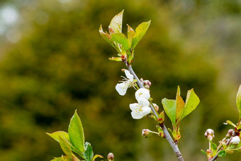 白色开花<strong>苹果</strong>树春天季节春天颜色<strong>大</strong>分支白色粉<strong>红色</strong>的<strong>苹果</strong>树花花园阳光明媚的春天一天