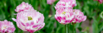 大双粉红色的盛开的郁金香花园床上阳光明媚的春天一天花<strong>桌面壁纸</strong>毛茸茸的粉红色的花瓣郁金香花园行阳光明媚的一天