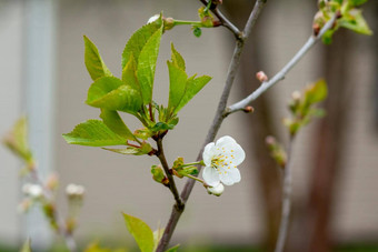 白色开花苹果树<strong>春天</strong>季节<strong>春天</strong>颜色大分支白色粉红色的苹果树花<strong>花园</strong>阳光明媚的<strong>春天</strong>一天