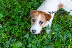 有趣的狗杰克罗素梗显示舌头草地有趣的杰克罗素梗小狗玩公园多汁的绿色草坪上可爱的狗休息草玩