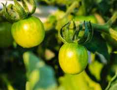 西红柿温室绿色水果