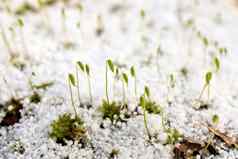 年轻的泥炭藓莫斯芽发芽新鲜的层格劳佩尔雪春天