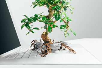 业务满足自然工作室拍摄盆景树日益增长的移动PC工作室灰色背景