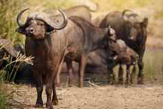 youve得注意完整的长度拍摄集团水牛非洲平原