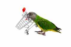 蒲公英塞内加尔塞内加尔鹦鹉玩超市购物车前面白色背景