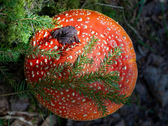 红色的飞木耳背景森林红色的飞木耳蘑菇草安妮塔致幻剂