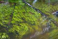 小河藻类绿色落叶森林
