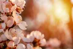 花杏仁树日落美丽的自然场景盛开的树太阳耀斑春天花美丽的果园春天空间文本