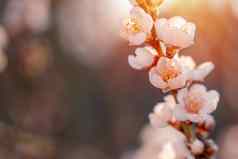 花杏仁树日落美丽的自然场景盛开的树太阳耀斑春天花美丽的果园春天空间文本