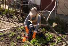 女人手套植物温室春天工作幼苗花园