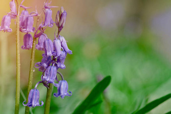 令人惊异的背景蓝铃花花绿色草地阳光明媚的春天一天美丽的自然场景盛开的紫色的花春天花春天空间文本