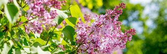 美丽的分支盛开的新鲜的淡紫色花模糊绿色叶子背景复制空间自然春天背景大淡紫色分支开花网络横幅