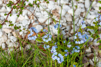 明亮的春天草地美丽的花花园春天忘记花精致的小蓝色的花