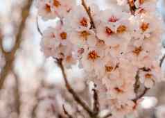 花杏仁树阳光明媚的一天美丽的自然场景盛开的树春天花美丽的果园春天