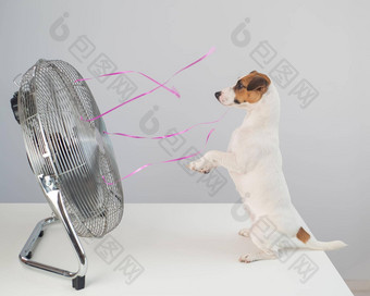 杰克罗素梗狗坐在享受冷却微风电风扇白色背景