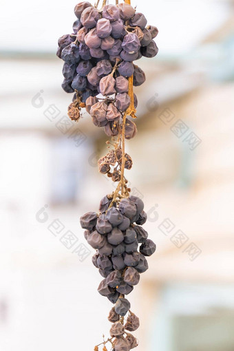 垂直照片枯萎的干蓝色的葡萄特写镜头挂葡萄园失去了收获问题日益增长的蓝色的葡萄