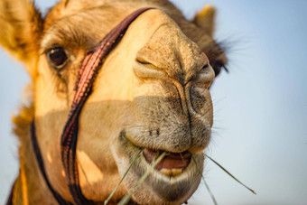 阿拉伯沙漠骆驼曼联阿拉伯阿联酋航空公司