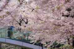 人站桥包装樱桃花朵