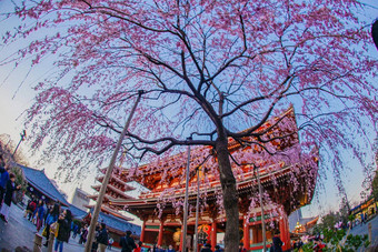 支樱桃<strong>花朵</strong>浅草寺庙