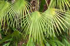 大绿色棕榈叶子特写镜头热带植物背景