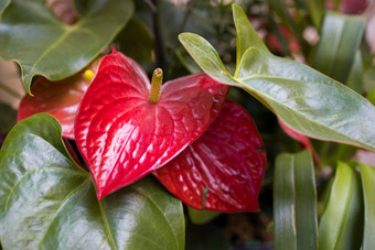 花烛属<strong>植物</strong>舍尔泽里亚努姆火烈鸟花猪尾<strong>植物</strong>物种花烛属<strong>植物</strong>本地的科斯塔黎加<strong>植物</strong>花园