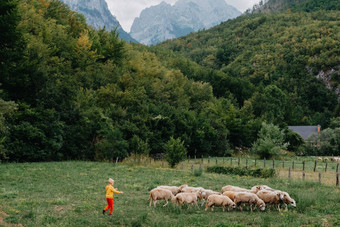 可爱的男孩sheeps农场朋友男孩羊肉背景绿色植物波迪孩子草男孩放牧羊山孩子sheeps山蔡尔兹旅行学习动物