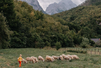 可爱的男孩sheeps农场朋友男孩羊肉背景绿色植物波迪孩子草男孩放牧羊山孩子sheeps山蔡尔兹旅行学习动物