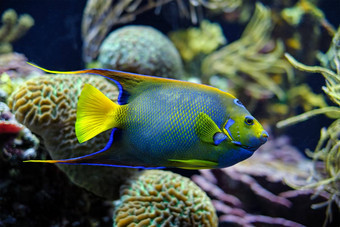 女王神仙鱼霍拉坎图斯ciliaris蓝色的神仙鱼金神仙鱼黄色的神仙鱼水下海