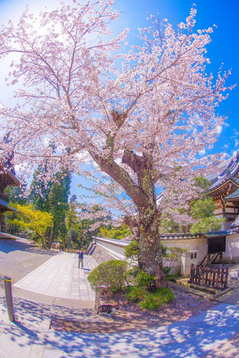 樱桃<strong>花朵</strong>猫完整的布鲁姆