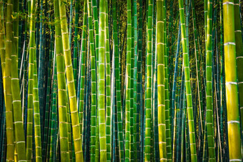 《京都议定书》岚山竹子森林高对比
